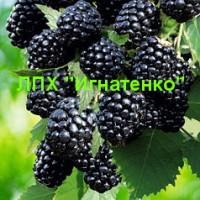 Опт и розница саженцев ежевики от частного питомника ЛПХ Игнатенко