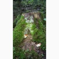 Приймаємо закази на заготівлю гриба білого в великих об#039;ємах