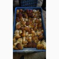 Приймаємо закази на заготівлю гриба білого в великих об#039;ємах