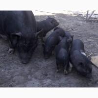 Продам вьетнамские поросята
