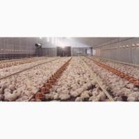 Уточні Бройлери Кобб 500, курчата, кури польща вакциновані