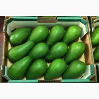 Продам авокадо из Испании оптом