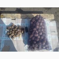 Продам крупную и мелкую свеклу