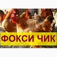 Мясо-яичный кросс Фокси чик из Венгрии. Выход от 80% цена 13 грн