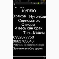 Куплю свиноматок хрякив свиней