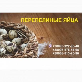 Продам перепелиные яйца