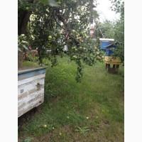 Продам 8 вуликів з бджолами