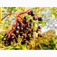 Купим СУШЕНУЮ бузину. рябину. терен. шиповник. боярышник. Самовывоз по УКраине