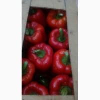 Продажа кубовидного перца, сорт-клерени, геркулес, том, аида
