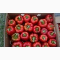 Продажа кубовидного перца, сорт-клерени, геркулес, том, аида