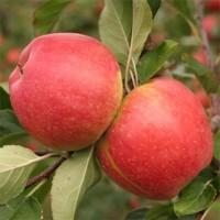 Чемпіон Рено