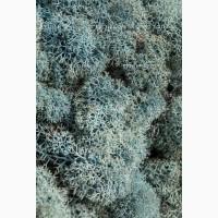 Мох ягель сушений (скандинавський) куплю