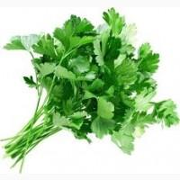 Петрушка свежая
