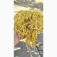 Вінстон, Кентуки, Мальборо, Золоте руно, Вирджинія, Берли, Миллениум