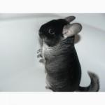 Продам шиншилл окраса стандарт и черный бархат