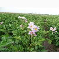 Продам посадочный картофель Чернигов