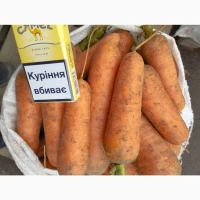 Продаём морковь Каскад