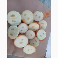 Лук Штутгарт для выгонки пера