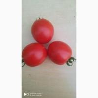 Продам помидор