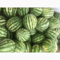 Продам арбуз, сорт продюсер