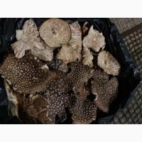 Мухомор Пантерний