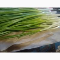 Зелена цибуля перо