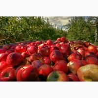 Куплю яблука
