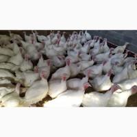 Індичата Біг-6