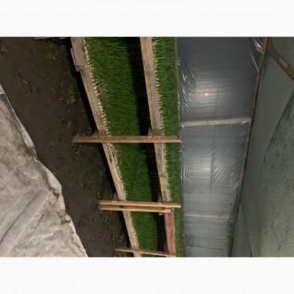 Продам цибулю перо