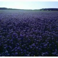 Фацелія, насіння