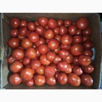 Помідор Одесський