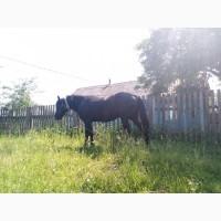 Продам кобилу 4 роки