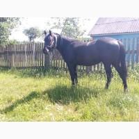 Продам кобилу 4 роки
