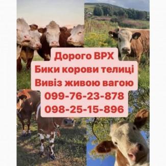 Врх куплю
