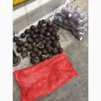 Буряк молодий Єгипет