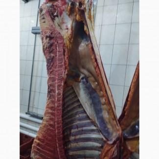 Продам Яловичина(корова, бик, кінь, телята)