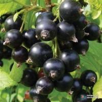 Продаємо чорну смородину, сорт Софія