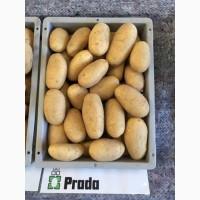 Продам насінневу картоплю Прада 4т, друга репродукція