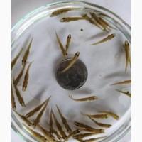 Личинка щуки