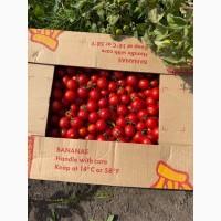 Продам помідори томати чері оптом від 10 тонн. Свіжий збір