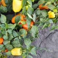 Продам червоний перець Барбі
