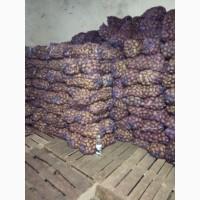 Продам и привезу картошку