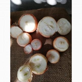 Продам цибулю «Штутгарт» для вигонки зеленого пера