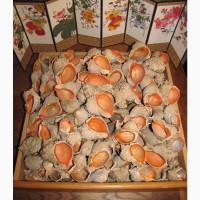 Черноморская ракушка на подкорм птицы. Больше яиц, мяса, экономия кормов