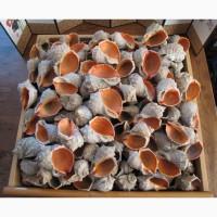 Черноморская ракушка на подкорм птицы. Больше яиц, мяса, экономия кормов