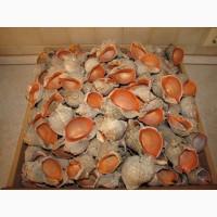 Черноморская ракушка на подкорм птицы. Больше яиц, мяса, экономия кормов