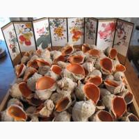 Черноморская ракушка на подкорм птицы. Больше яиц, мяса, экономия кормов