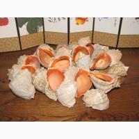 Черноморская ракушка на подкорм птицы. Больше яиц, мяса, экономия кормов