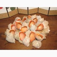 Черноморская ракушка на подкорм птицы. Больше яиц, мяса, экономия кормов