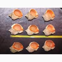 Черноморская ракушка на подкорм птицы. Больше яиц, мяса, экономия кормов